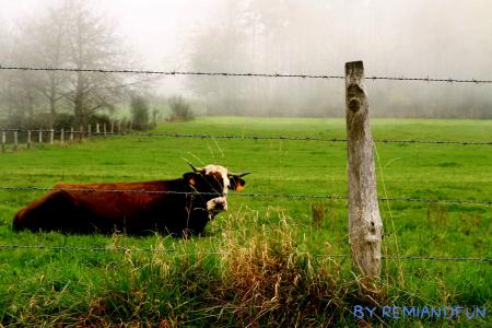 Vache